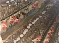 養雞協會反對台美雙邊零關稅 提2建議因應