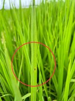 忽冷忽熱葉稻熱病現蹤 嘉縣府籲農友加強防治