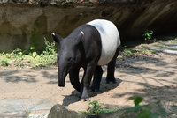 北市動物園馬來貘「莉姆路」將滿9個月 體重已達180公斤