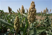 114年1期高粱收入保險  受理投保至5月底止