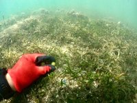 屏東採集海草果實 世界地球日種下千顆種子復育