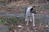 民眾南寮賞夕陽遭浪犬攻擊受傷  竹市府加強巡捕