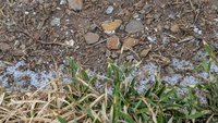 合歡山松雪樓下冰雹 落地彈跳腳邊遊客一陣驚呼