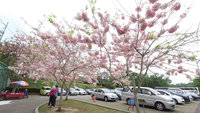 嘉義竹崎親水公園花旗木沿牛稠溪盛開 美景如畫