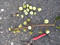 彰縣改良種芒果低溫受損 可申請現金救助