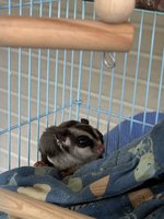 苗栗獨居飼主往生  遺留3蜜袋鼯擬4/28開放認養
