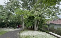 浪漫「5月雪」紛飛  苗栗客家大院桐花進入盛開期