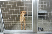 動物收容所安樂死要件 立委提案增無法自行飲食排泄