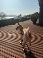 毛孩未補打狂犬病疫苗 飼主拒繳罰鍰險遭強制執行