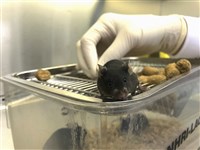 國光生技壓線交實驗鼠污染案報告 食藥署將複查