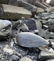 綠蠵母龜擱淺消波塊間 七美島總動員救援送觀察