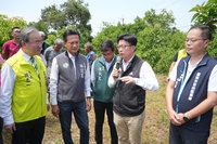 台南酪梨花期狀況不佳 農業部允納天然災害救助