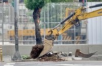 社宅工程為公安移路樹  新北市府：補30棵