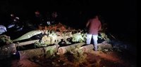 台中和平午後陣雨樹倒阻路 警助38人脫困下山