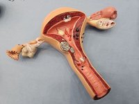 子宮頸抹片檢查下修至25歲  HPV檢測增3年齡