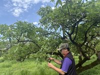 花蓮酪梨、改良種芒果低溫遲發災情  達救助標準
