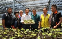 阿里山山葵「下山」有挑戰 育苗智能溫室啟用添助力