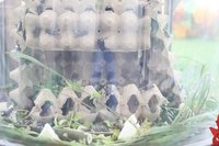 台南新化蟋蟀館整修重啟  轉型親子環教生態館