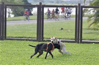 網傳養貓狗可領3千補助  農業部：詐騙訊息