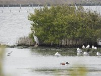 水位巧調、生物共好  成龍濕地營造友善水鳥棲地