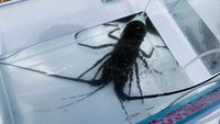 國際生物多樣性日 富山保育區放流龍蝦媽媽、蝦苗
