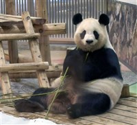 日本遊樂園4貓熊將返中國 僅剩東京上野2隻