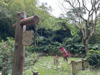 發現落單幼雛鳥別急著帶走 花蓮縣府：親鳥照顧更好