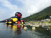 花蓮FUN暑假7/12登場  鯉魚潭紅面鴨退出水面