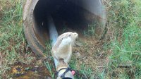 水獺就在身邊 金門人設自動相機記錄盼喚保育意識