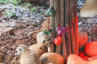 六福村打造水果冰粽  動物共迎端午