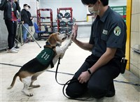 總統：台灣是亞洲首個三大豬病非疫區 要守護成果