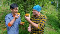 實境節目Botanical Wonders  揭台灣植物奇觀