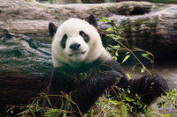 北市動物園首辦大貓熊獸醫聊天室 13日開放報名