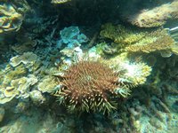 澎湖七美棘冠海星密度達警戒值 專案除棘護珊瑚礁