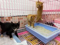 網控中途之家如煉獄 宜蘭防疫所：無大規模貓瘟