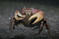 台江國家公園護抱卵母蟹安全入海 7月起3梯次交管