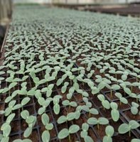 種苗場建立瓜類蔬菜育苗SOP 減少使用化學藥劑