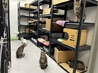 北市動物之家中繼園區改造貓舍  盼增互動促認養