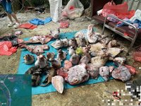 動保團體追查非法狗肉 頭份倉庫赫見大批動物肉體