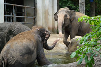 北市動物園亞洲象戲水道具多 自備水療還擦防曬