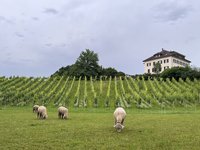 阿爾卑斯山熱浪來襲 凸顯瑞士本土羊毛滯銷問題