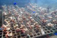 新北營造海洋熱帶雨林  貢寮棲地復育3000株珊瑚