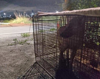 高雄翁海泳遭野狗追咬 相驗撕裂傷併大量出血致死