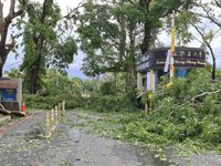 颱風過後 中正大學樹木倒塌嚴重宿舍玻璃門受損