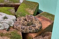 整理廚房差點把毒蛇當繩捆 新北男及時縮手免遭蛇吻