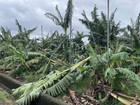 高市第2波農損救助 香蕉苦瓜等10日起受理