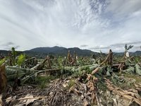 南投香蕉受損嚴重 農業處籲農民申請現金救助