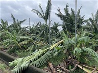 颱風加豪雨農損逾23億元 香蕉受損2.2億最多