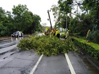 金門大雨路樹倒  林務所移除並巡查