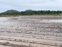 金門多處淹水、高粱苗受損 陳福海要求速提改善方案